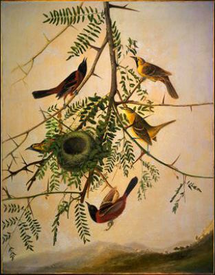 Orchard Oriole — Джон Јејмс Одобон