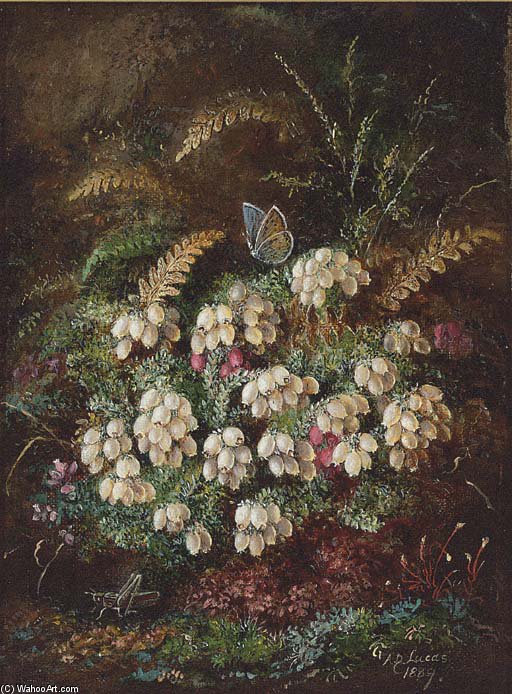 Heather And A Butterfly; And Primulas And Violas — アルブレヒト・デューラー