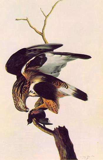 Buteo Lagopus — John James Audubon