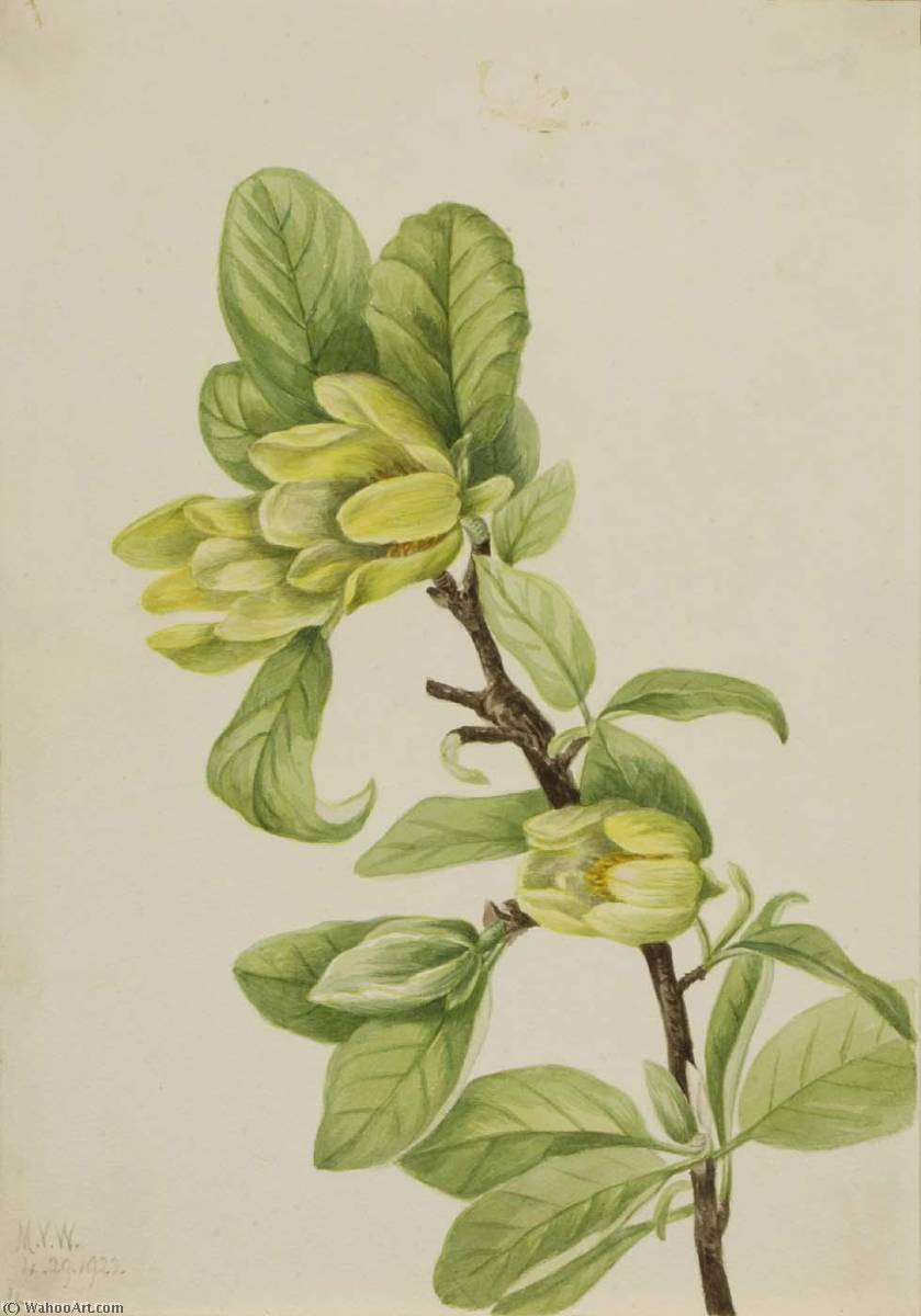 Yellow Cucumbertree (magnolia Cordata) — Mary Vaux Walcott
