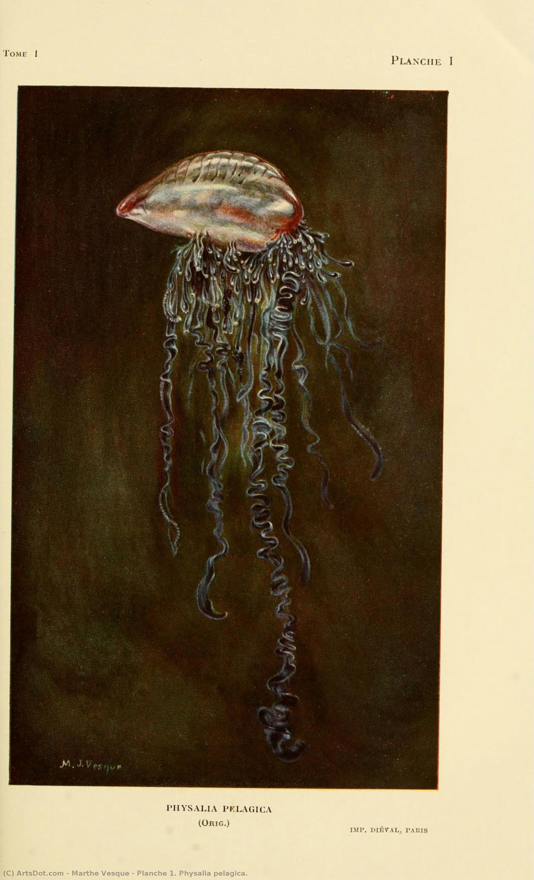 Planche 1. Physalia Pelagica. — Marthe Vesque