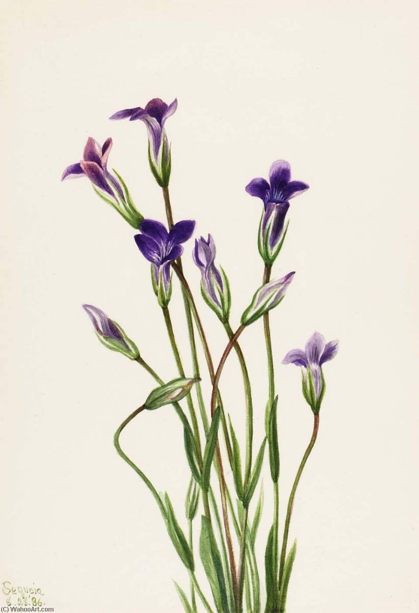 Gentian (gentiana Holopetala) — Мери Вокс Волкотт