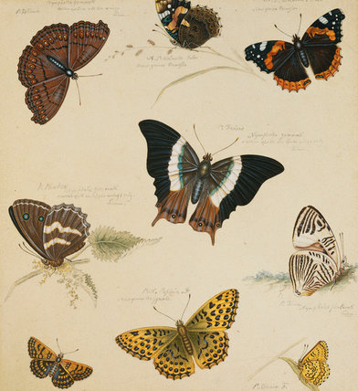 Studies Of Butterflies And Insects — Sydenham Teast Edwards