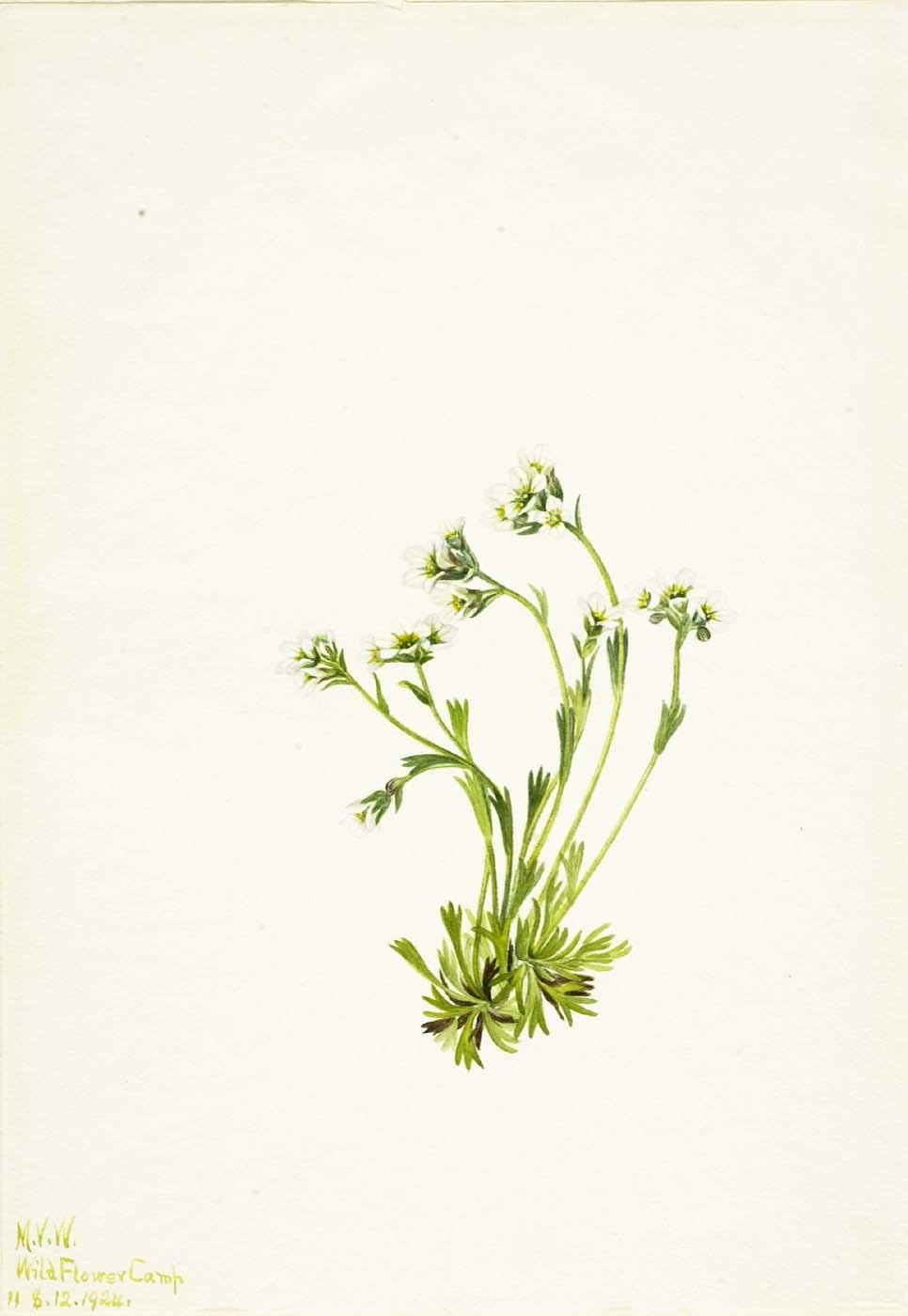 Saxifrage (saxifraga Caespitosa) — Mary Vaux Walcott