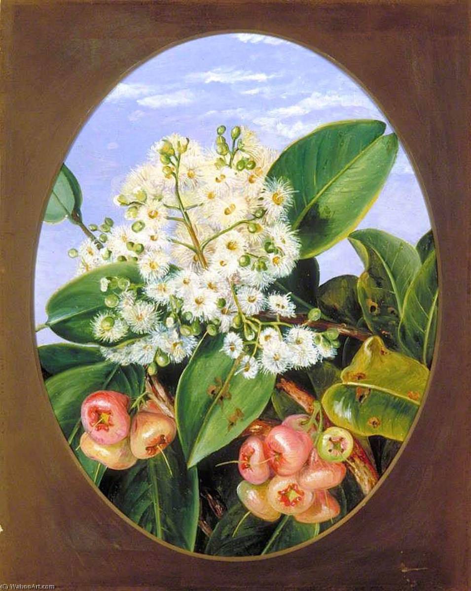 Foliage, Flowers And Fruit Of Eugenia, Sarawak, Borneo — Marianne North