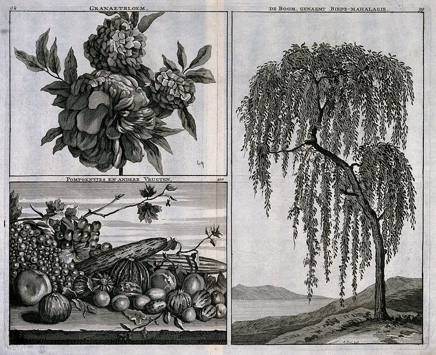 Grenadine — Matthys Pool