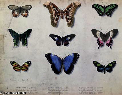 Butterflies From Brazil And Guyana — Edouard Traviès
