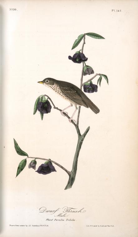 Dwarf Thrush . Male. (plant. Porcelia Triloba) — John James Audubon