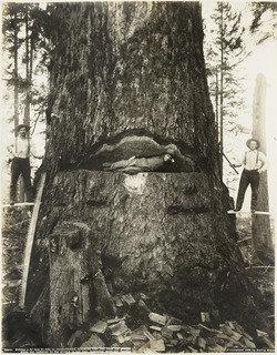 Felling A Fir Tree, 51 Feet In Circumference — Darius Kinsey
