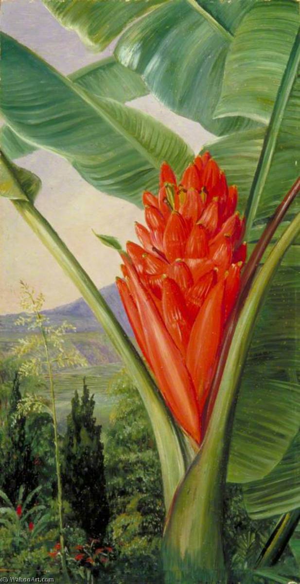 Banana, American Aloe And Cypress In A Garden, Java — Marijana Nort