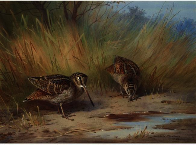 A Pair Of Woodcock — Archibald Thorburn