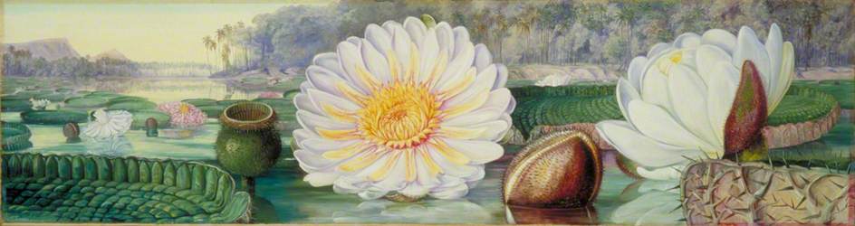 Victoria Regia — Marianne North