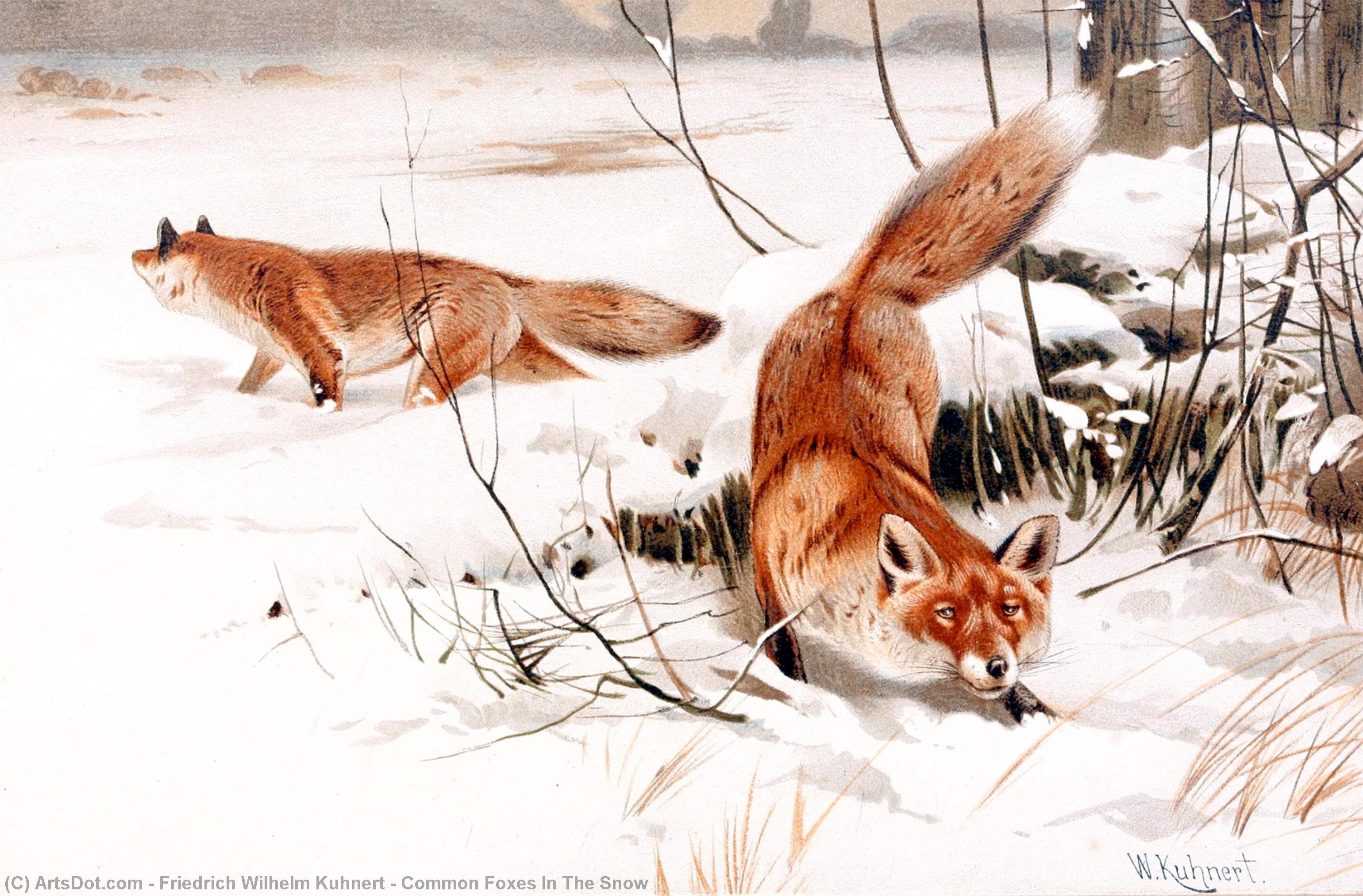 Common Foxes In The Snow — Friedrich Wilhelm Kuhnert