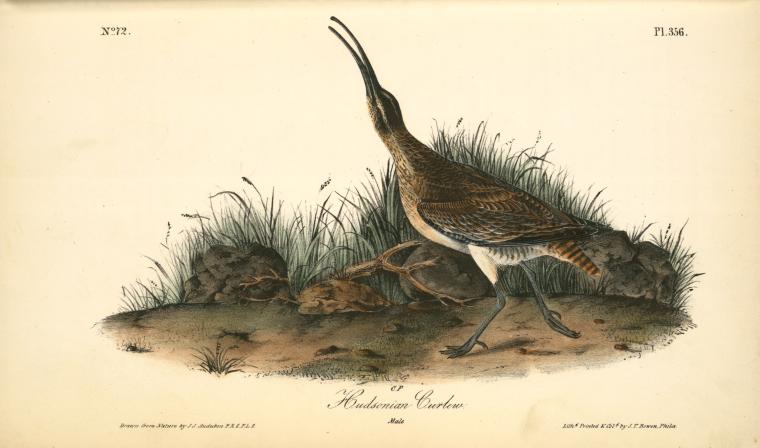 Hudsonian Curlew. Male — John James Audubon
