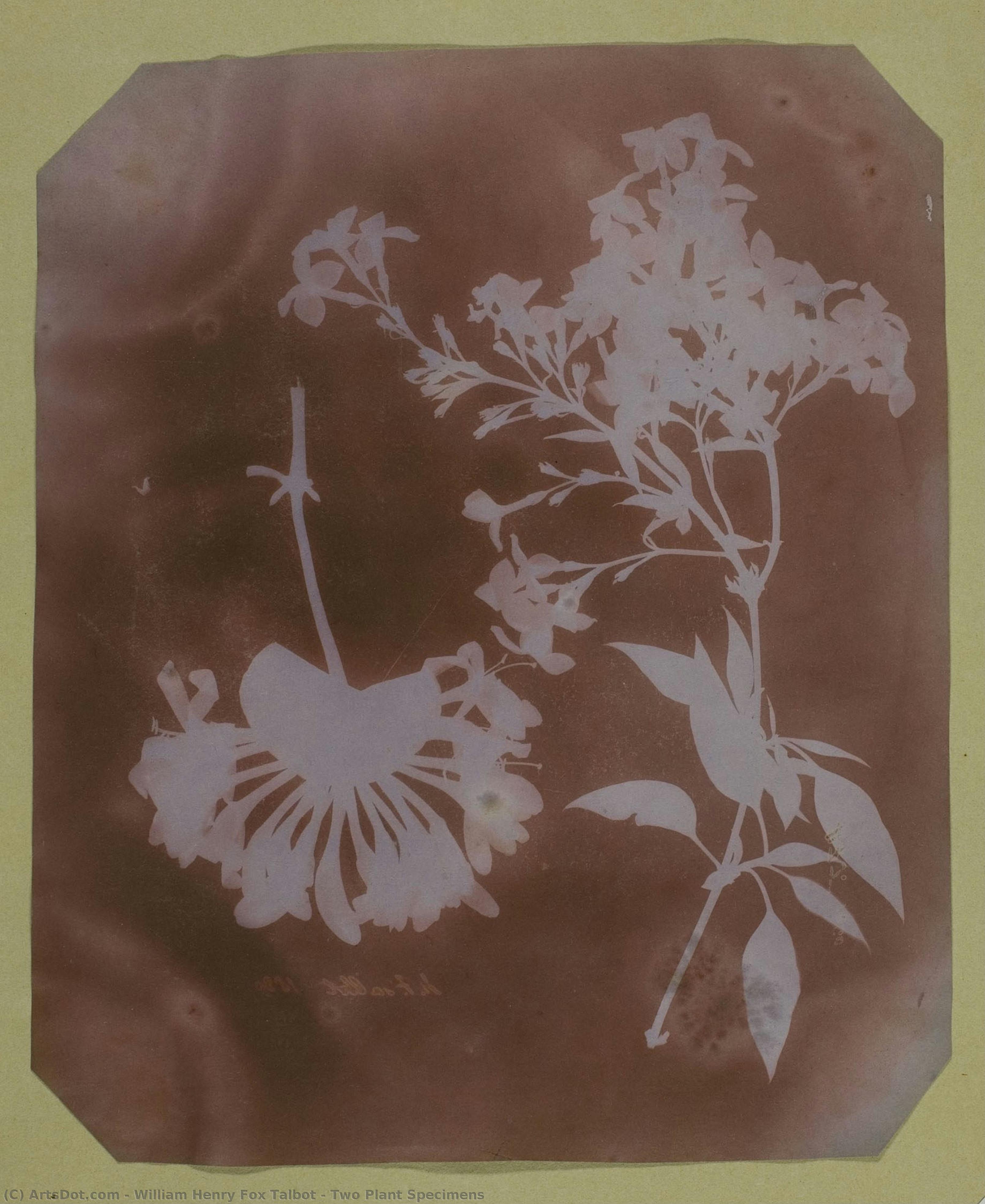 Two Plant Specimens — Уильям Генри Фокс Талбот