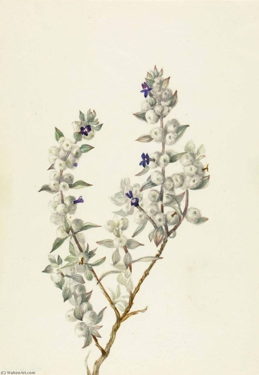 Death Valley Sage (salvia Funerea) — Mary Vaux Walcott