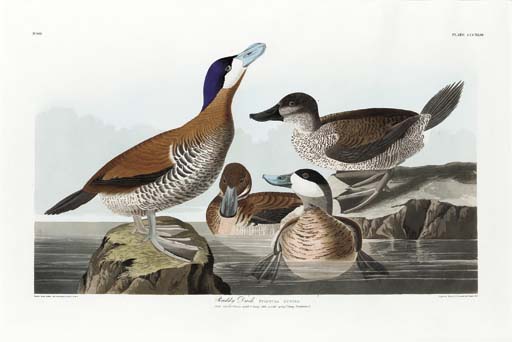 Ruddy Duck — Роберт Хавелл