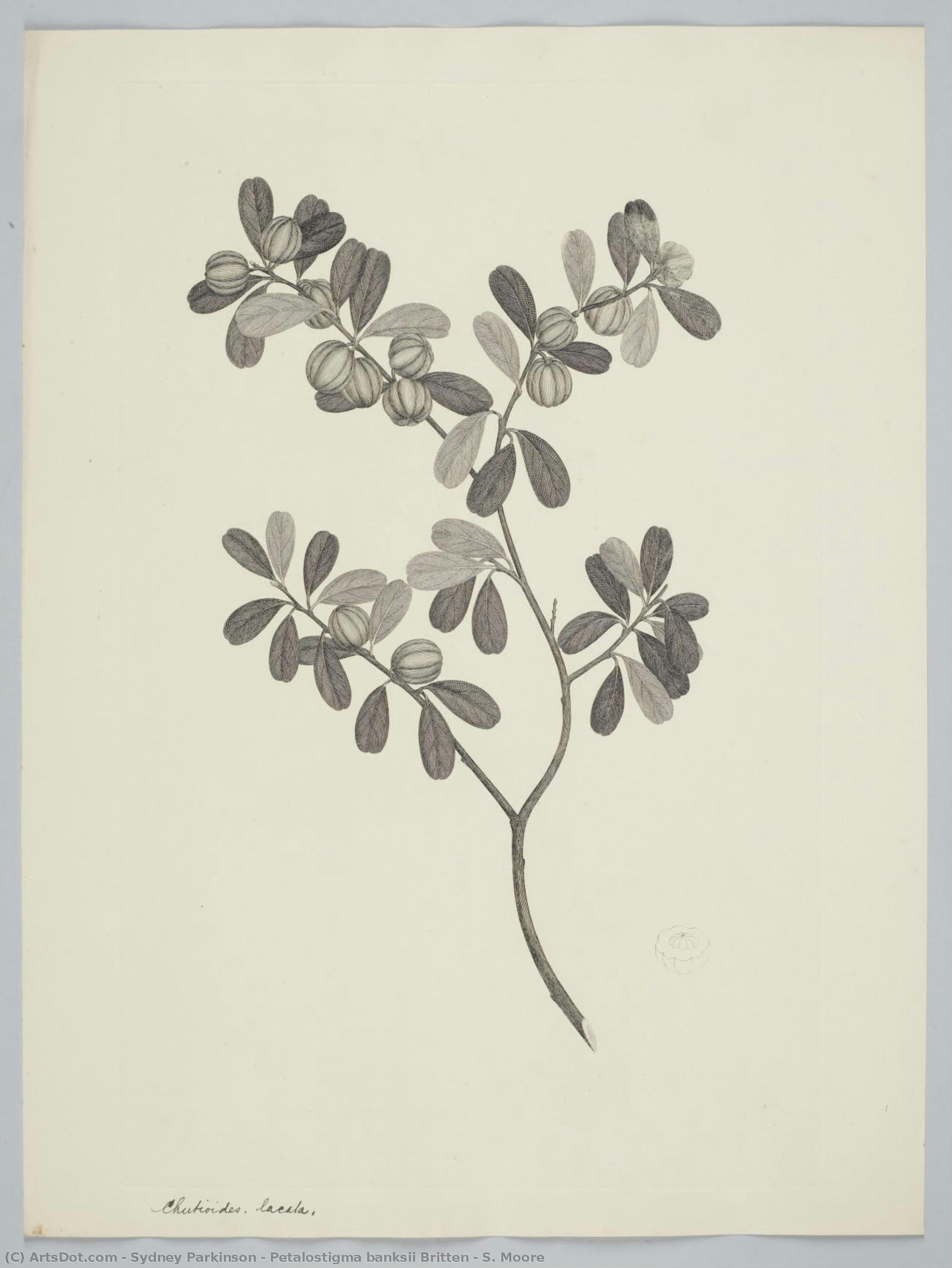 Petalostigma Banksii Britten & S. Moore — Sydney Parkinson
