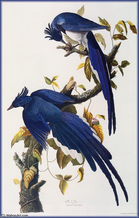 Jays — John James Audubon