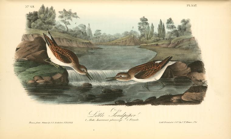 Little Sandpiper. 1. Male. Summer Plumage. 2. Female — John James Audubon