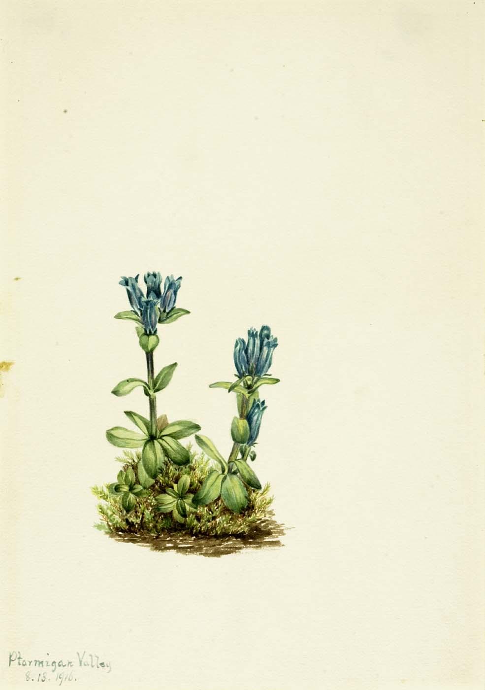 Bluegreen Gentian (gentiana Glauca) — Mary Vaux Walcott