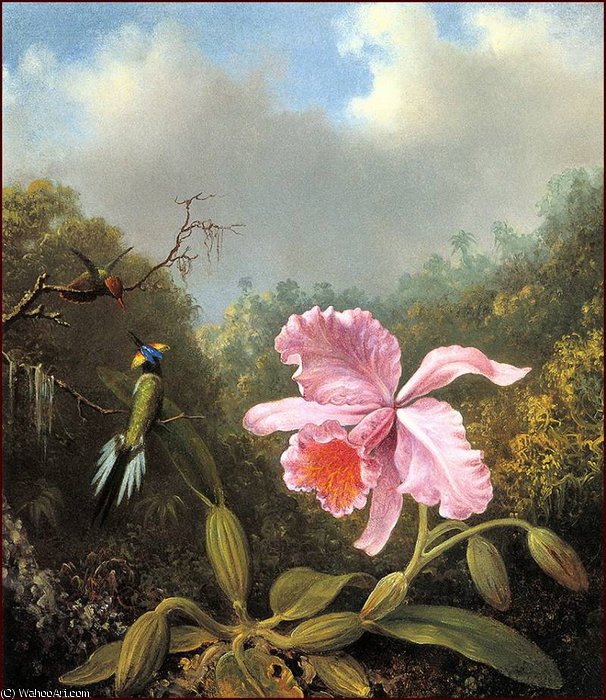 Fighting Hummingbirds With Pink Orchid — Martin Johnson Heade