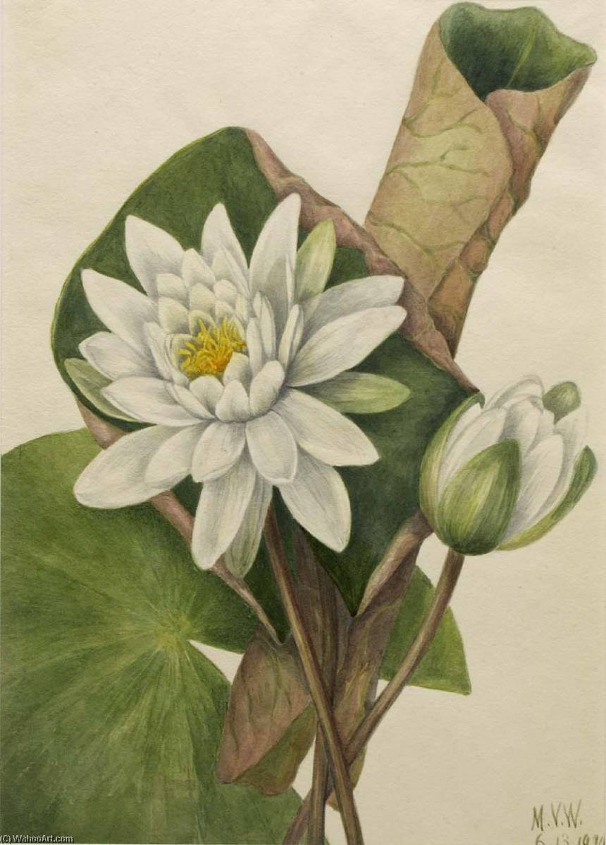 American Waterlily (castalia Odorata) — Mary Vaux Walcott
