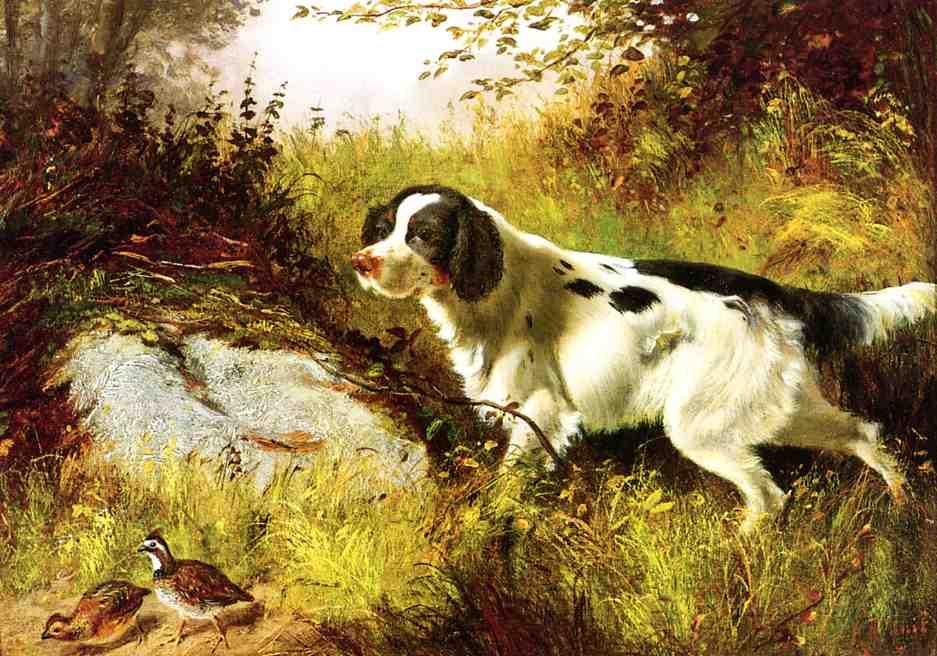 Dog And Quail — Arthur Fitzwilliam Tait