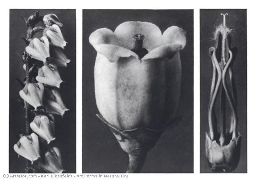 Art Forms In Nature 109 — Karl Blossfeldt