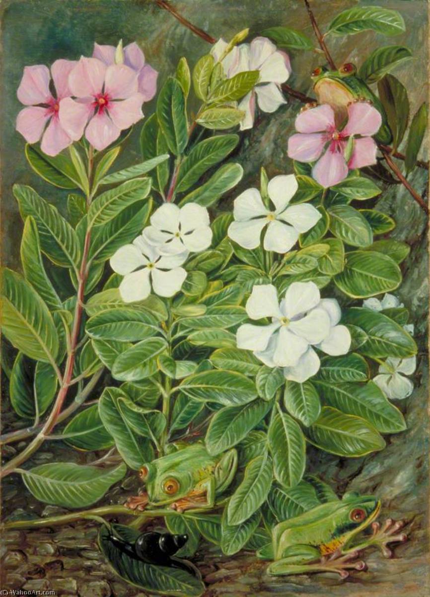 Saponaire Or Periwinkle And Green Frogs In Mahé — Marianne North