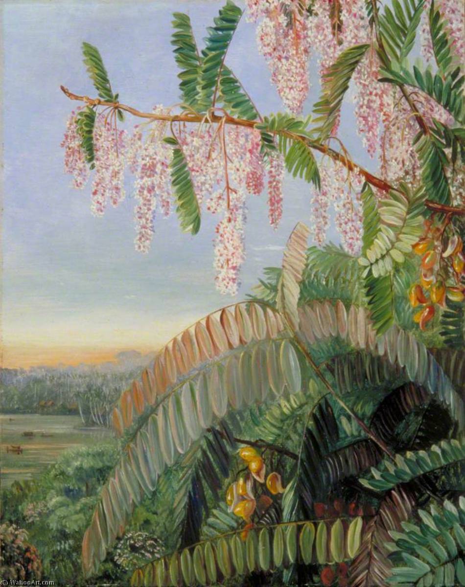 Blüten Und Früchte Des Doktorbaums, Sarawak, Borneo — Marianne North