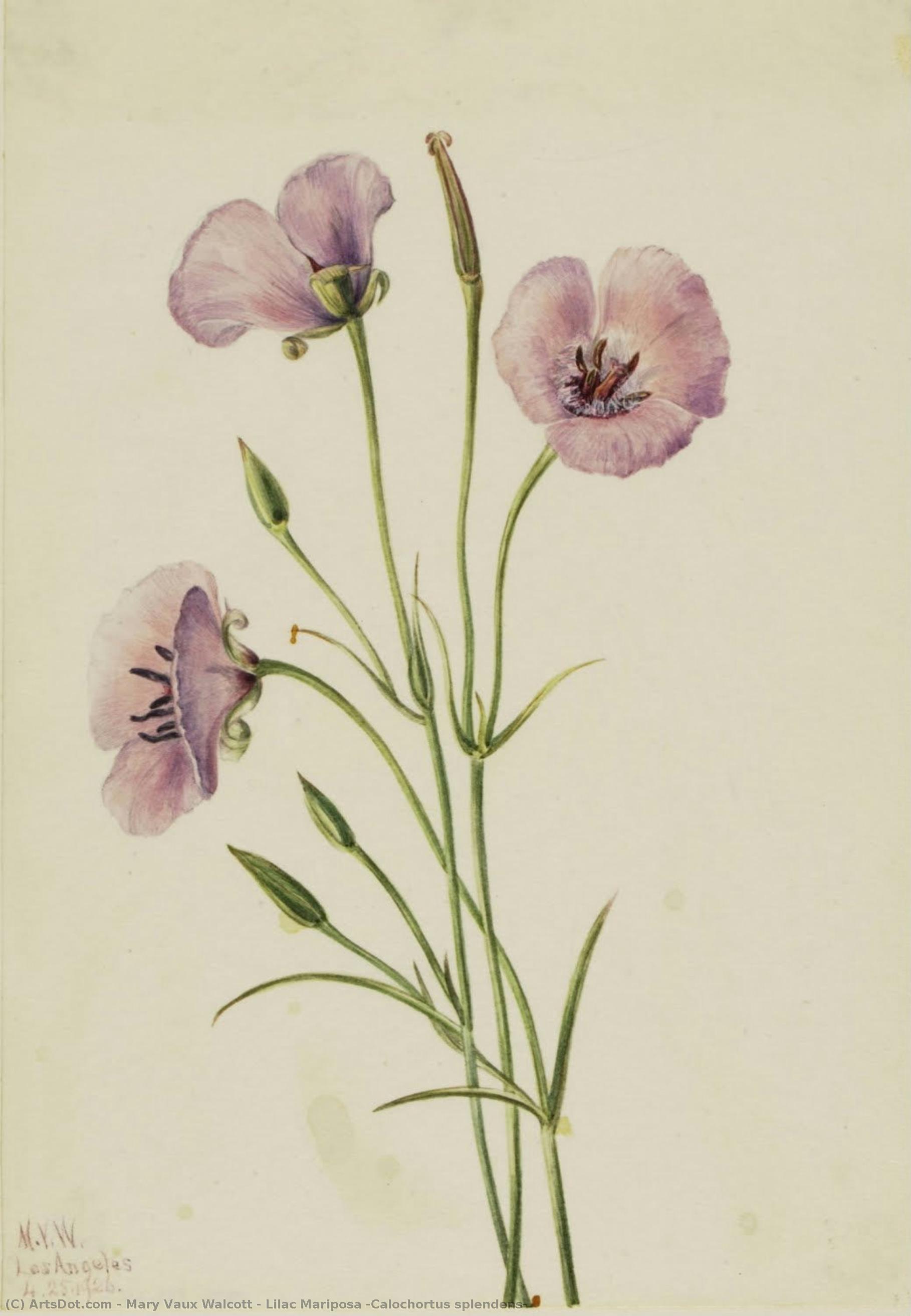 Lilac Mariposa (calochortus Splendens) — Мери Вокс Волкотт
