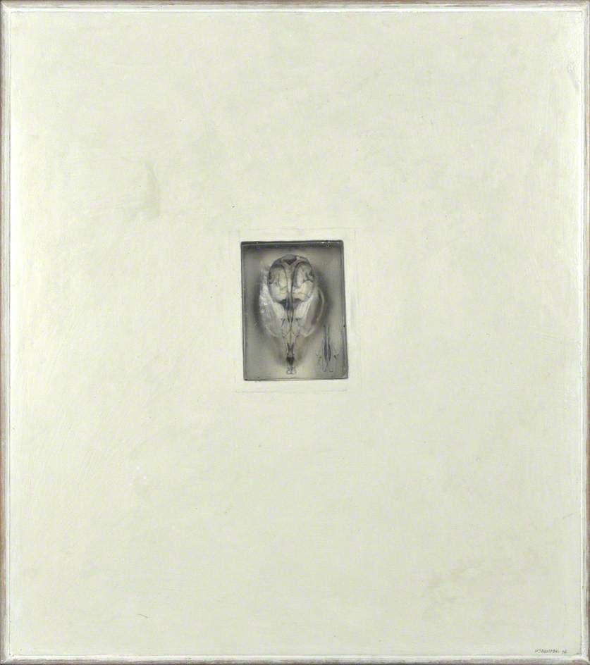 Museum Of Zoology – Skull Notes — Will Maclean