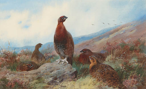 A Covey Of Red Grouse On A Moor — Archibald Thorburn