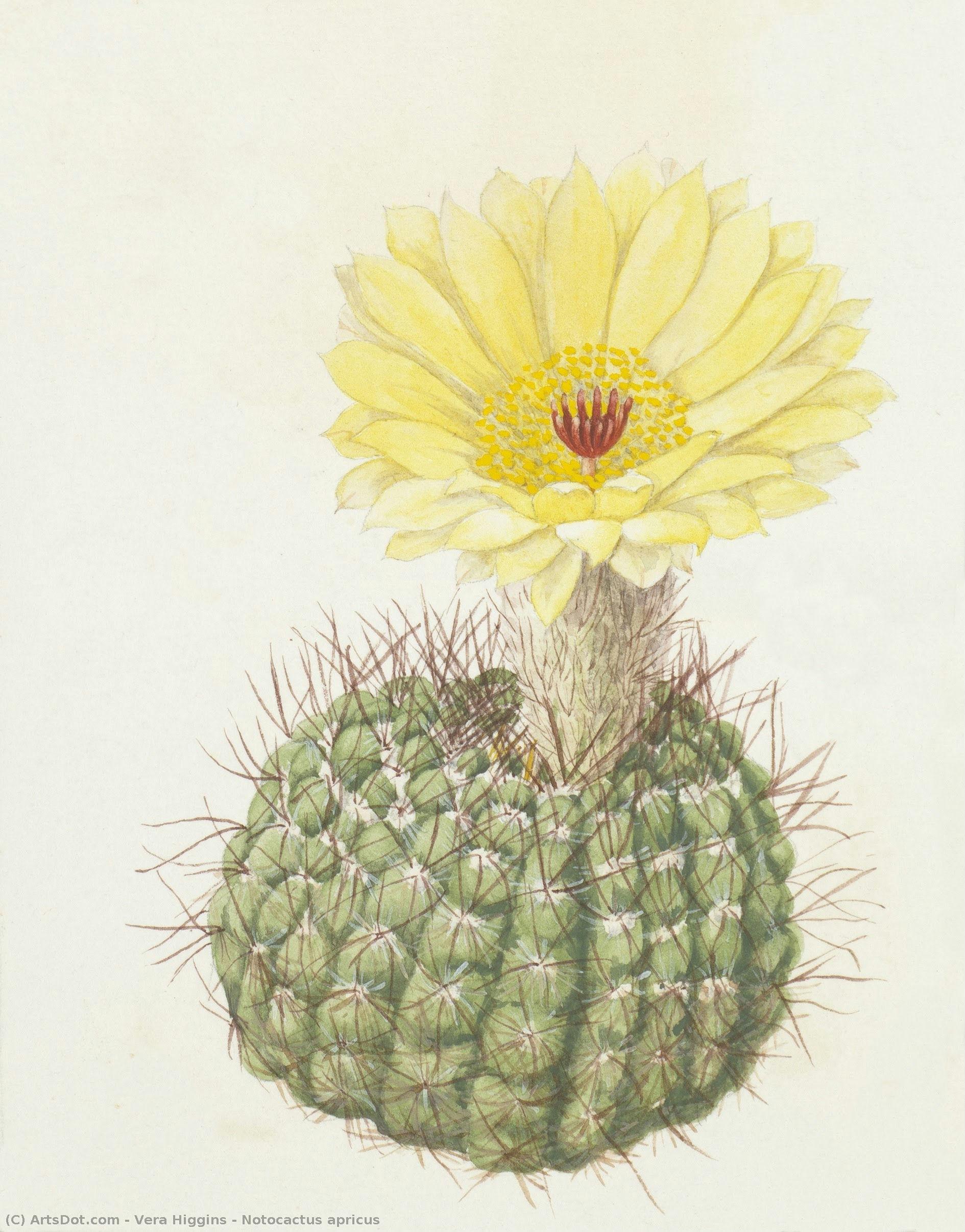 Notocactus Apricus — Vera Higgins