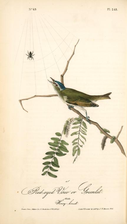 Red-eyed Vireo, Or Greenlet. Male. (honey-locust) — John James Audubon