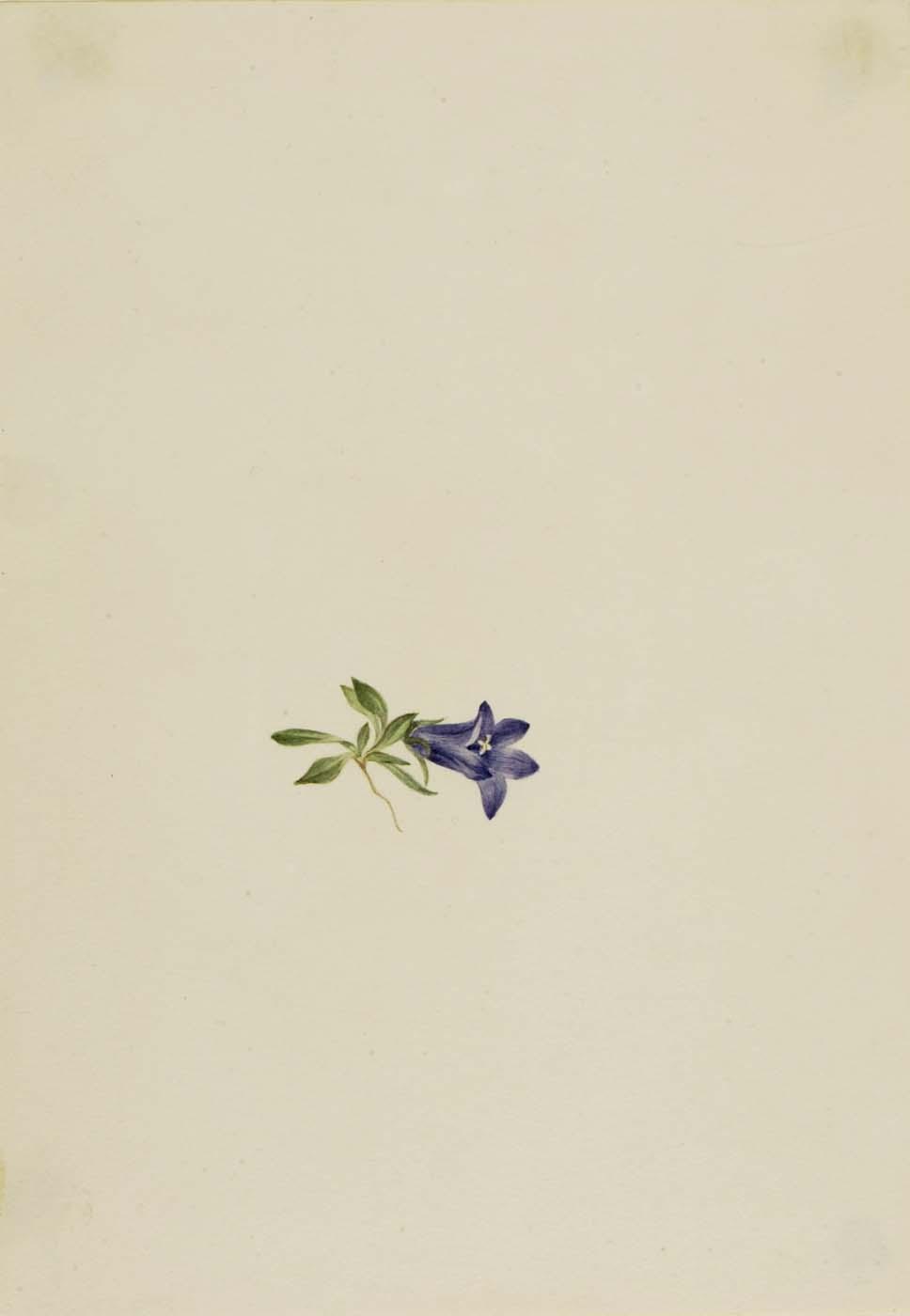 Alpine Harebell (campanula Lasiocarpa) — Mary Vaux Walcott
