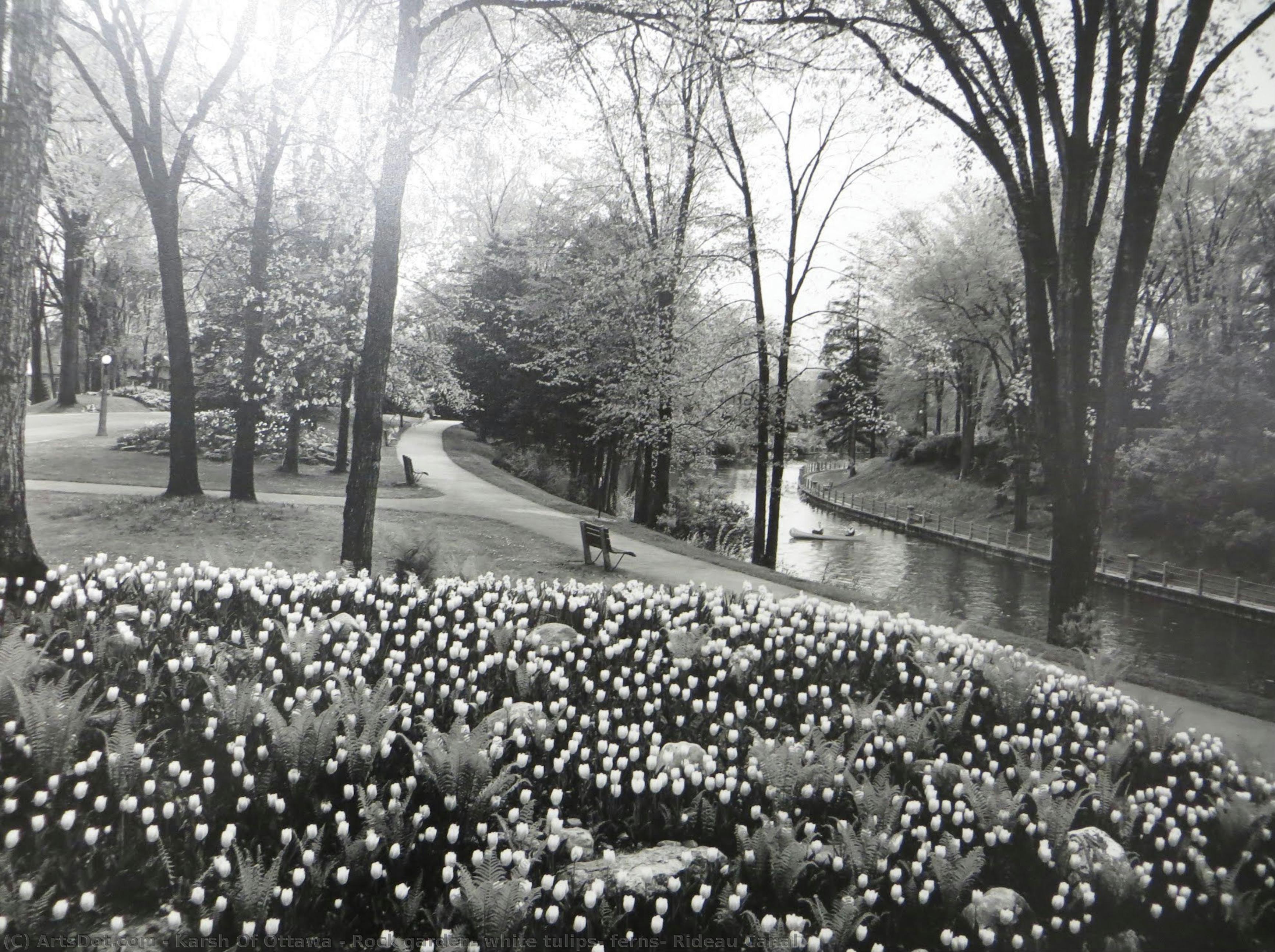 Rock Garden, White Tulips, Ferns, Rideau Canal — Karsh Of Ottawa