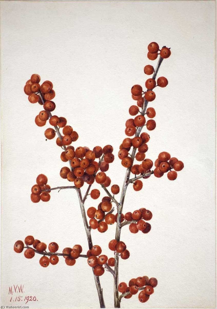 Winterberry (ilex Verticillata) — Mary Vaux Walcott
