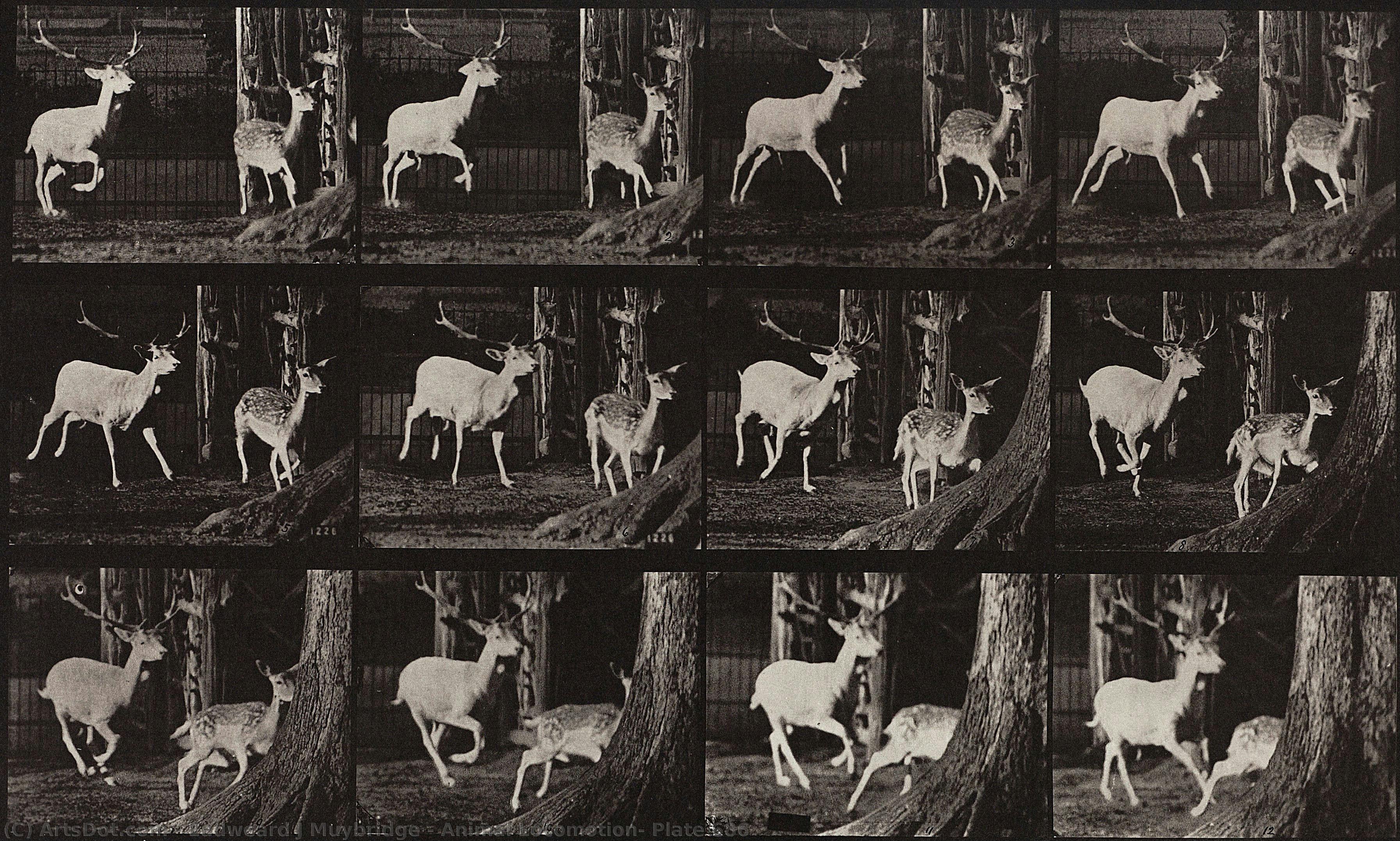 Animal Locomotion, Plate 686 — Eadweard J. Muybridge