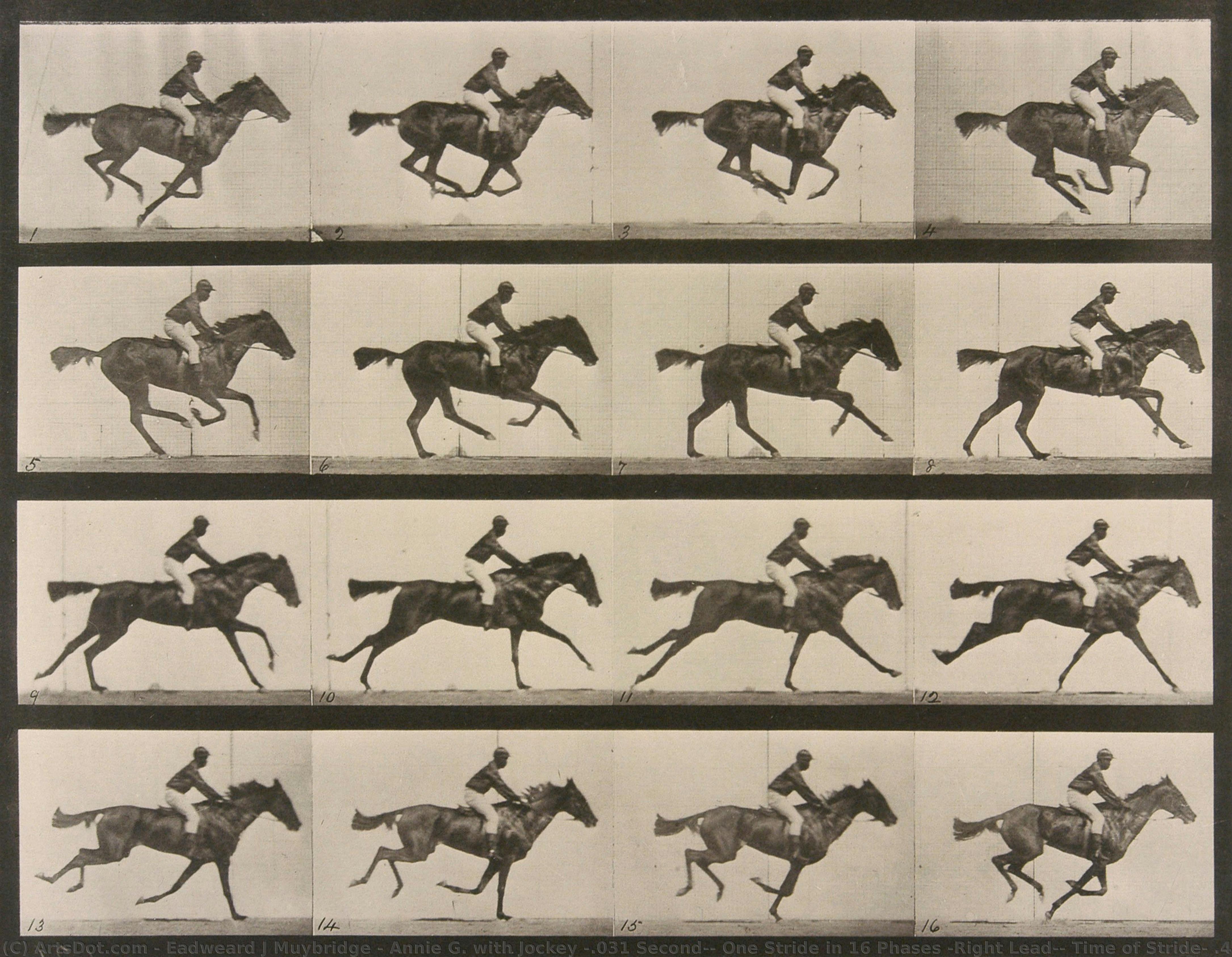 Annie G. With Jockey (.031 Second), One Stride In 16 Phases (right Lead), Time Of Stride: .46 Second; Strides Per Mile: 233; Speed: 1 Mile In About 107 Seconds — Eadweard J. Muybridge