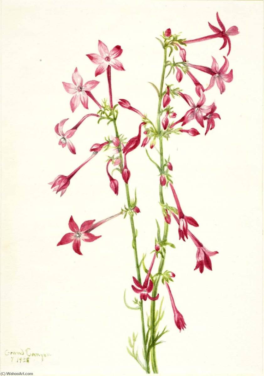 Scarlet Gilia (gilia Aggregata) — Mary Vaux Walcott