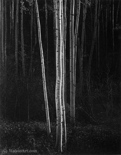 Untitled (362) — Ansel Adams