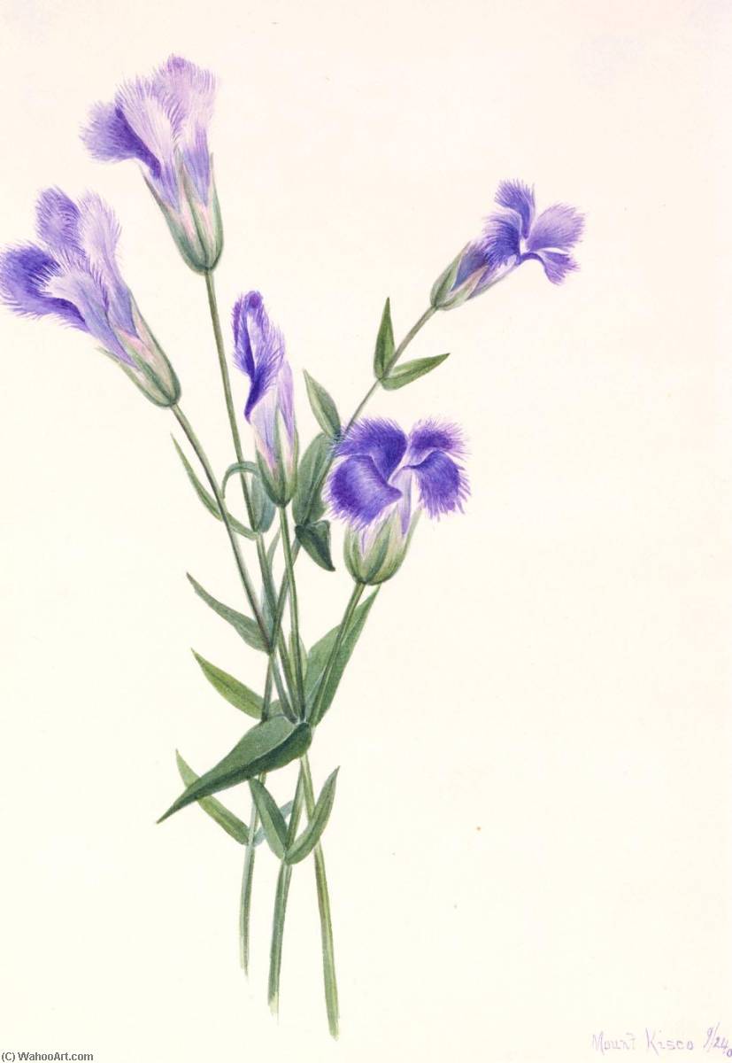 Fringed Gentian (gentiana Crinita) — Mary Vaux Walcott