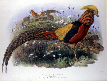 Thaumalea Picta — Joseph Wolf