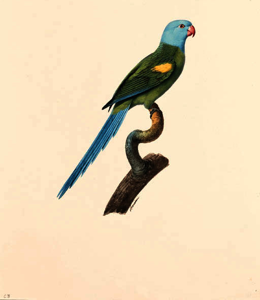 Psittacula Cyanocephala — Жак Баррабан