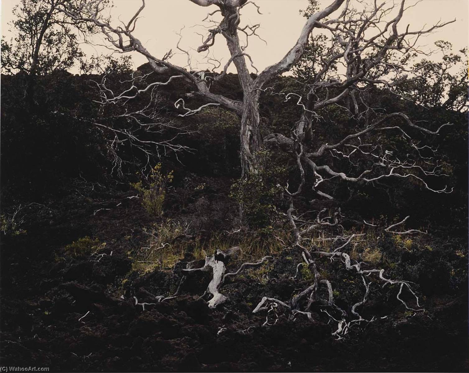 Gnarled Tree Lava Field (ka'u Desert, Hawaii) — David T Culverwell