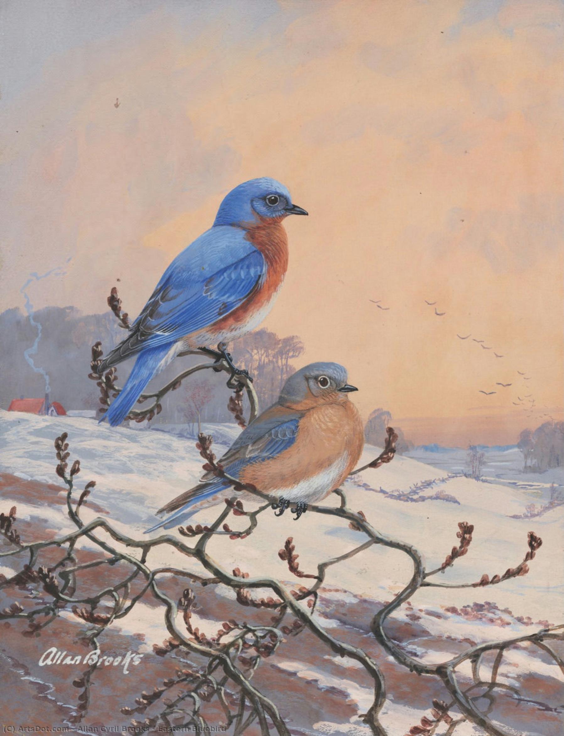 Eastern Bluebird — Allan Cyril Brooks