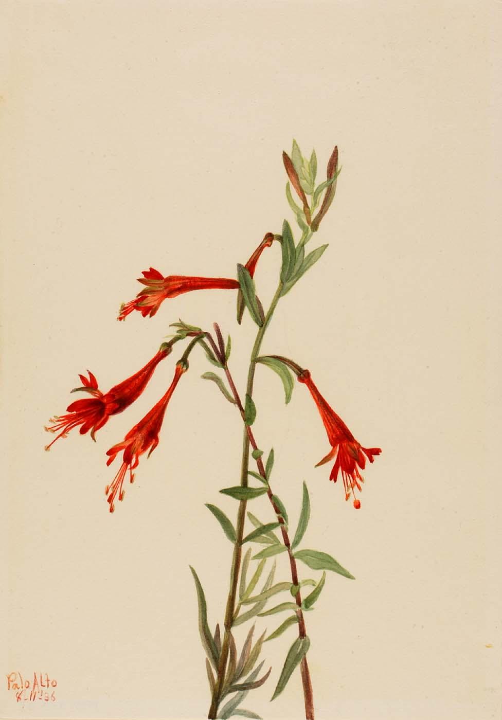 California Fuschia (zauschneria Californica) — Mary Vaux Walcott