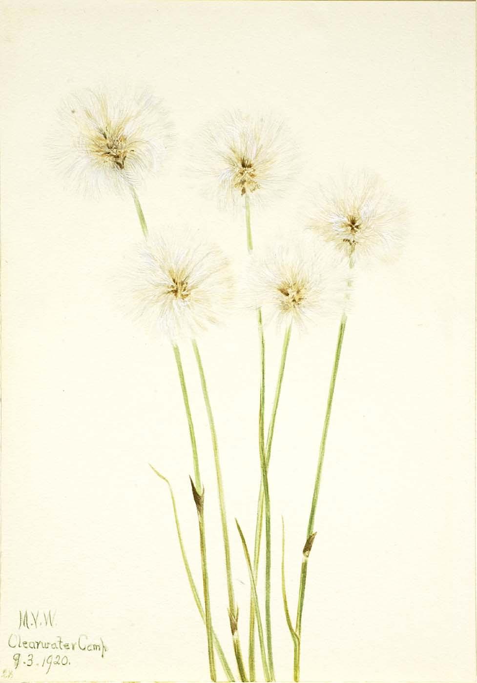 Slender Cotton Grass (eriophorum Chamissonis) — Mary Morris Vaux Walcott